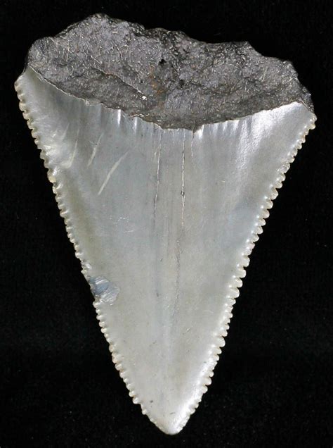 buy fossilized expensive great white shark teeth for sale|great white shark fossil record.